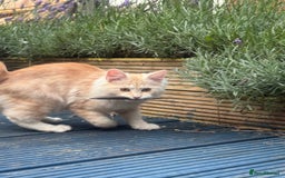 Kurilian Bobtail cats for sale: Cute purebreed Kurilian bobtail kitten available  - Image 10