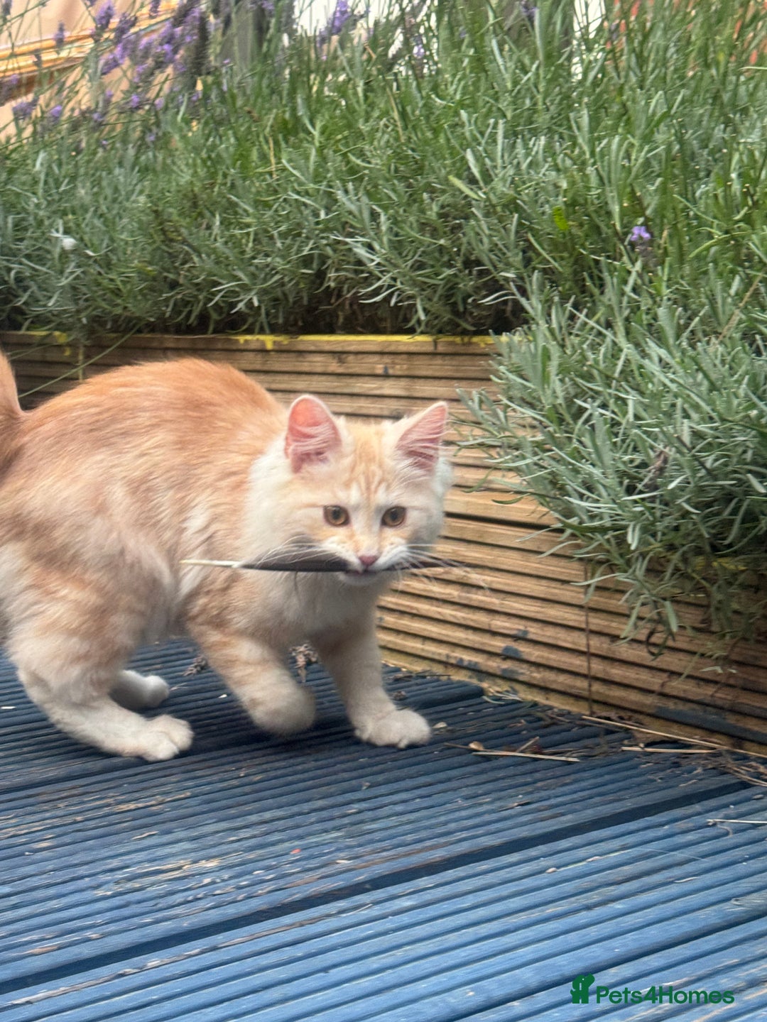 Kurilian Bobtail cats for sale: Cute purebreed Kurilian bobtail kitten available  - Image 10