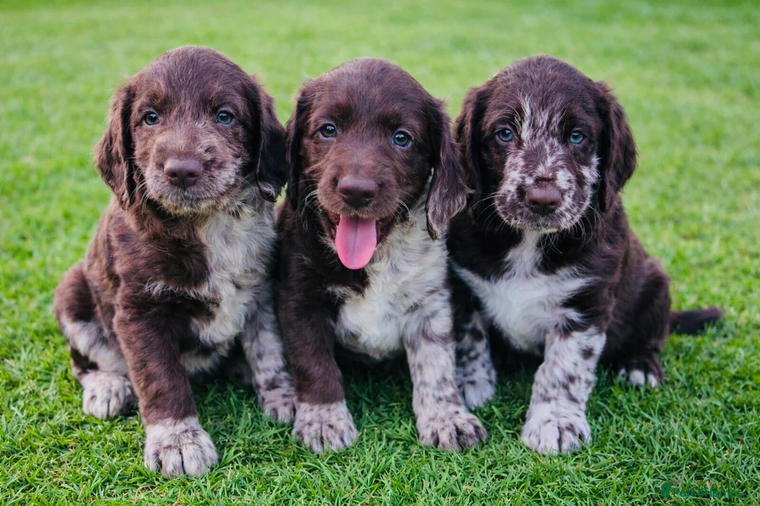 Labradoodle dogs for sale: Chocolate Merle Labradoodle Babies 🐾🐾🐾 - Advert 1
