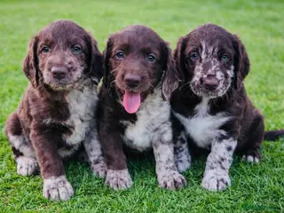 Labradoodle dogs Chocolate Merle Labradoodle Babies 🐾🐾🐾 - Advert 17
