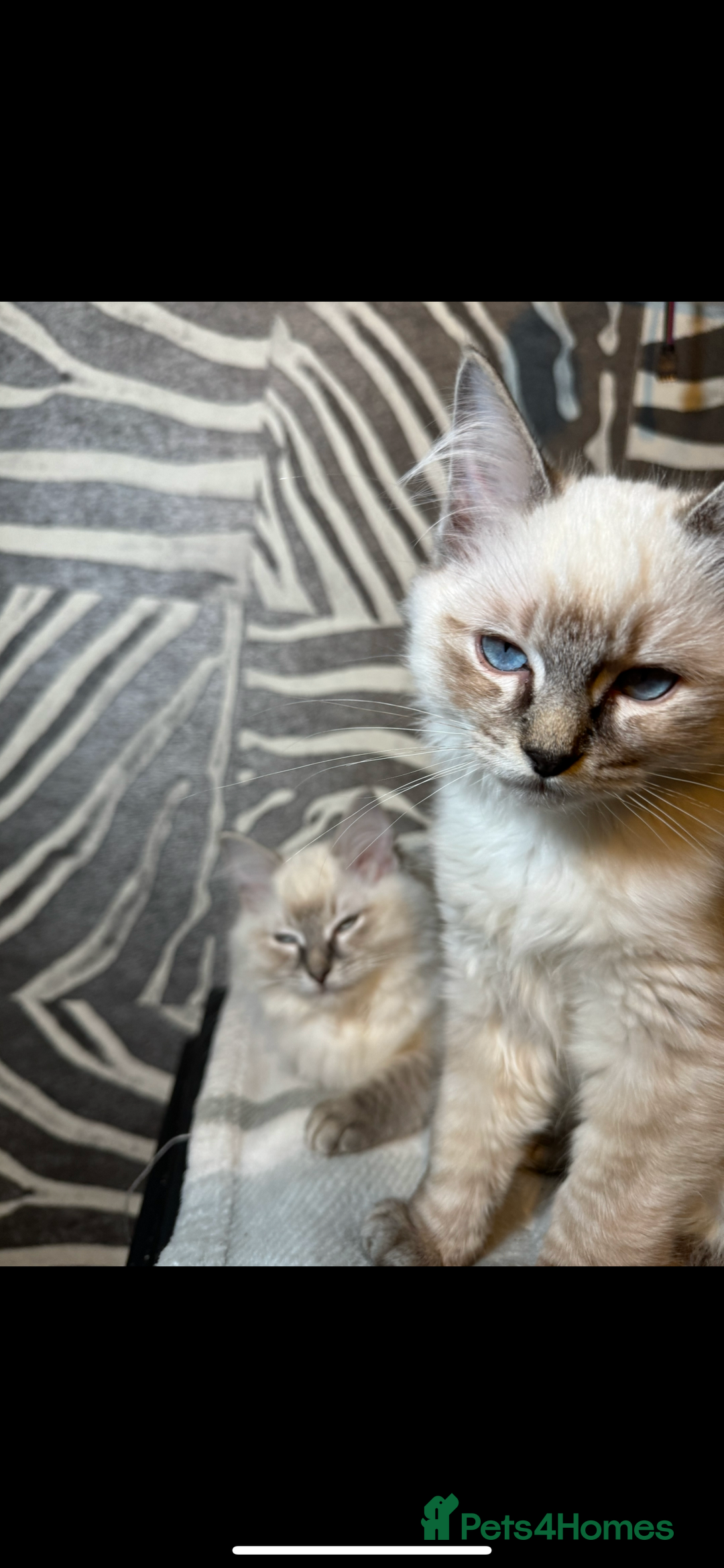 Ragdoll cats for sale: Stunning Ragdoll babies READY NOW! - Advert 4