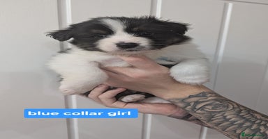 Australian Shepherd dogs - Advert 1