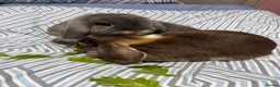 Mini Lop rabbits for sale: Bonded Mini Lop Pair - Looking for a Forever Home in Southampton - Advert 7