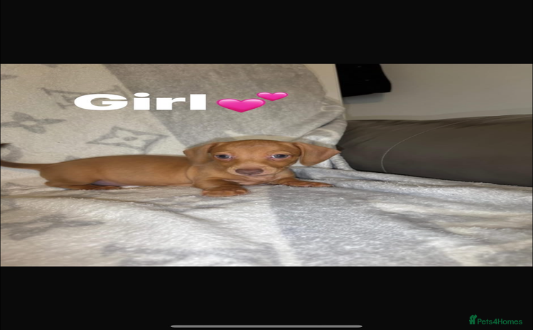 Miniature Dachshund dogs - Advert 1