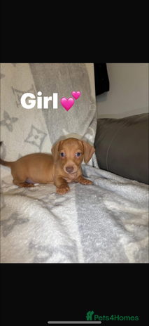 Miniature Dachshund dogs - Advert 1