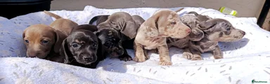 Dachshund 6
