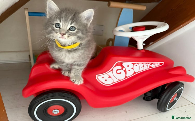 Norwegian Forest Cat cats in Poole - Advert 2
