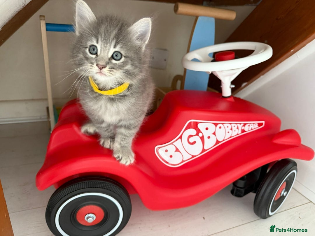 Norwegian Forest Cat cats for sale: Three Purebred Pedigreed Norwegian Forest Kittens  in Poole - Image 1