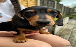 Miniature Dachshund dogs for sale: PreciousGem Mini Dachshund pups 2 boys left! in Horley - Image 3