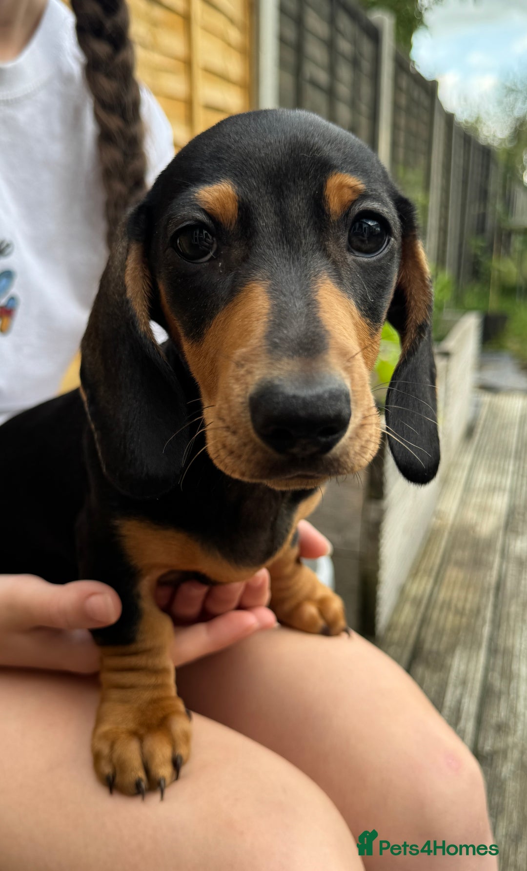 Miniature Dachshund dogs for sale: PreciousGem Mini Dachshund pups 2 boys left! in Horley - Image 3