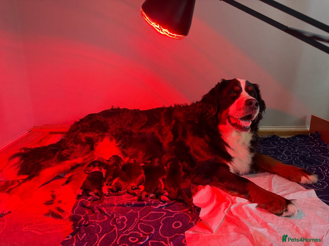 Bernese Mountain Dog dogs for sale: Stunning Pedigree Bernese Mountain Puppies - Advert 2