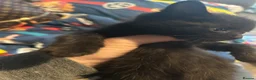Mixed Breed cats for sale: 2 female kittens - Advert 5