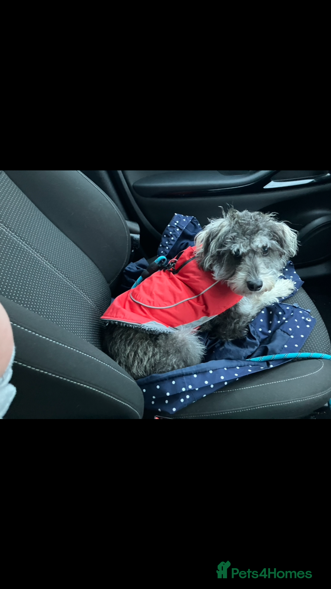 Schnoodle dogs for stud: F1 schnoodle stud  - Advert 4