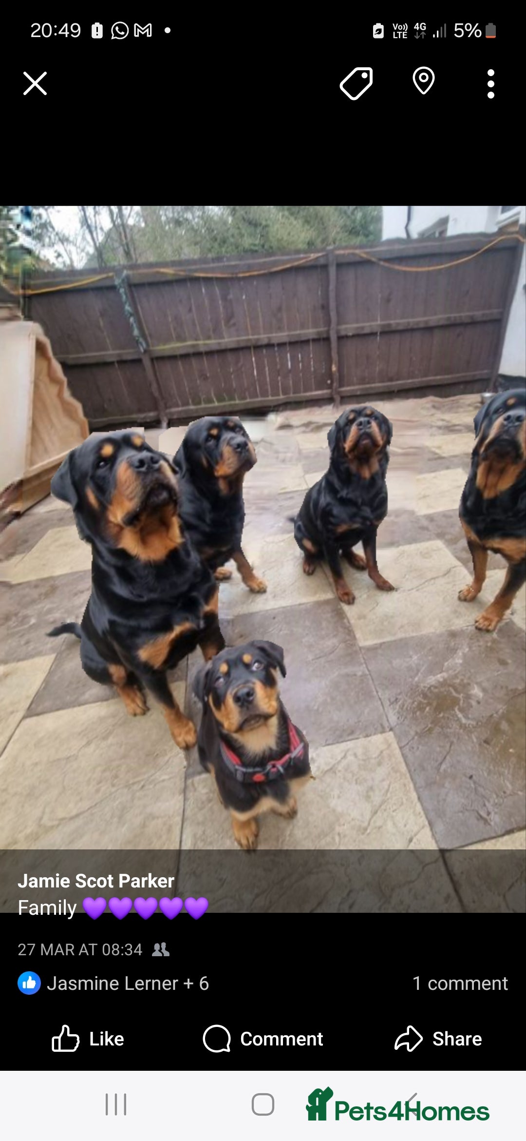 Rottweiler dogs for sale: Rotty pupps for sale 13 ( 6 girl 6 boy) left - Advert 10