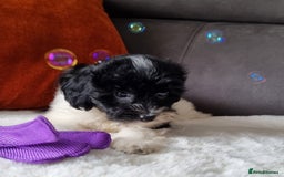 Cockapoo dogs for sale: Best Friend Sofa Companions 🥰 Fully vaccinated  - Image 12
