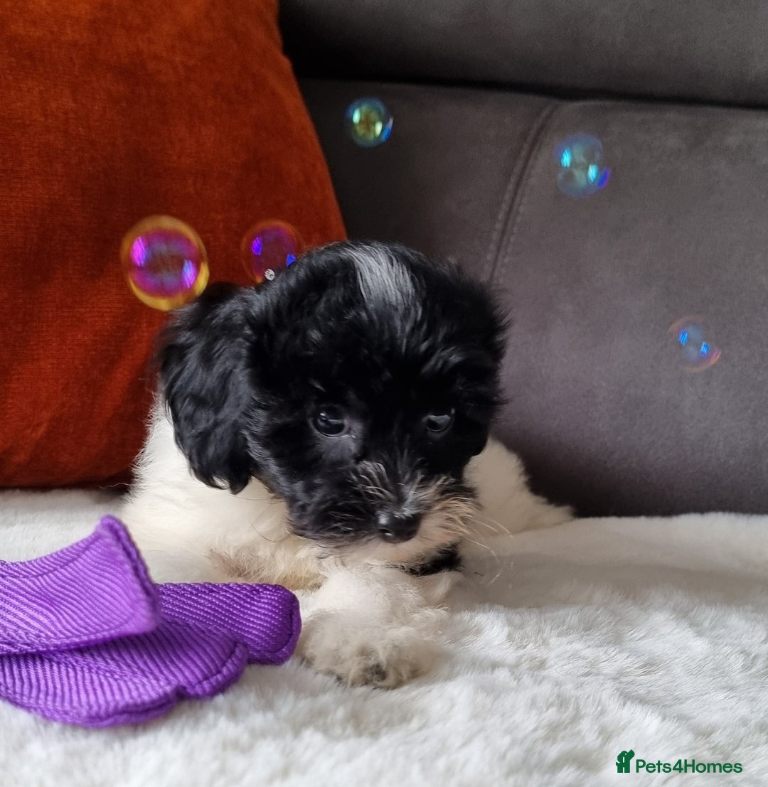 Cockapoo dogs for sale: Best Friend Sofa Companions 🥰 Fully vaccinated  - Image 12