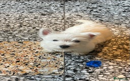 West Highland Terrier dogs for sale: Westie puppies for sale - Image 7