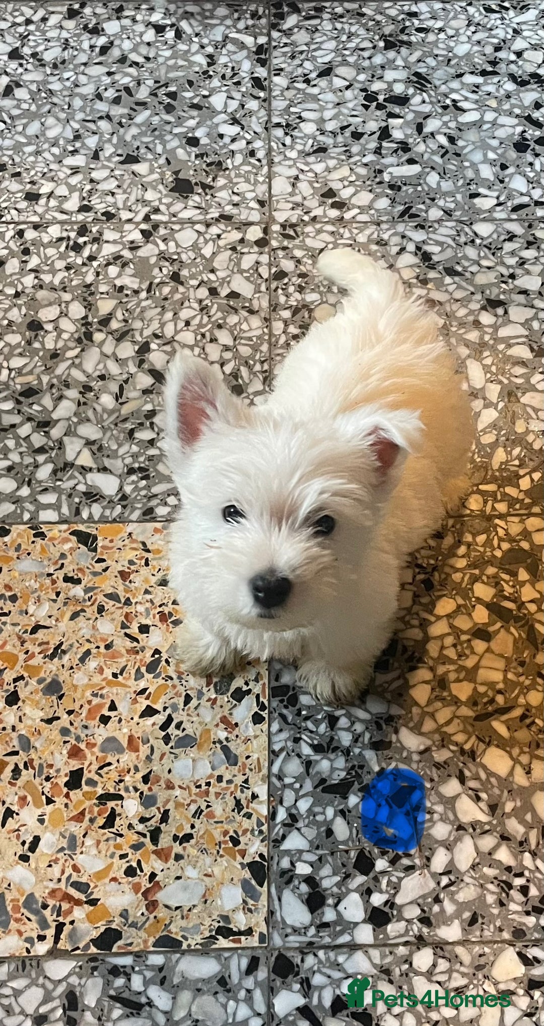 West Highland Terrier dogs for sale: Westie puppies for sale - Image 7