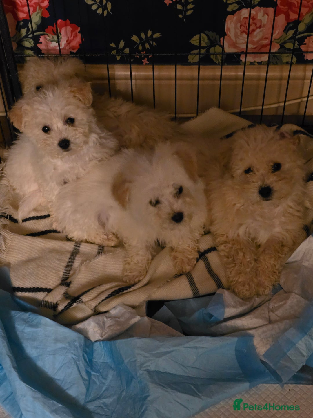 Poochon dogs for sale: Poochon  - Advert 4