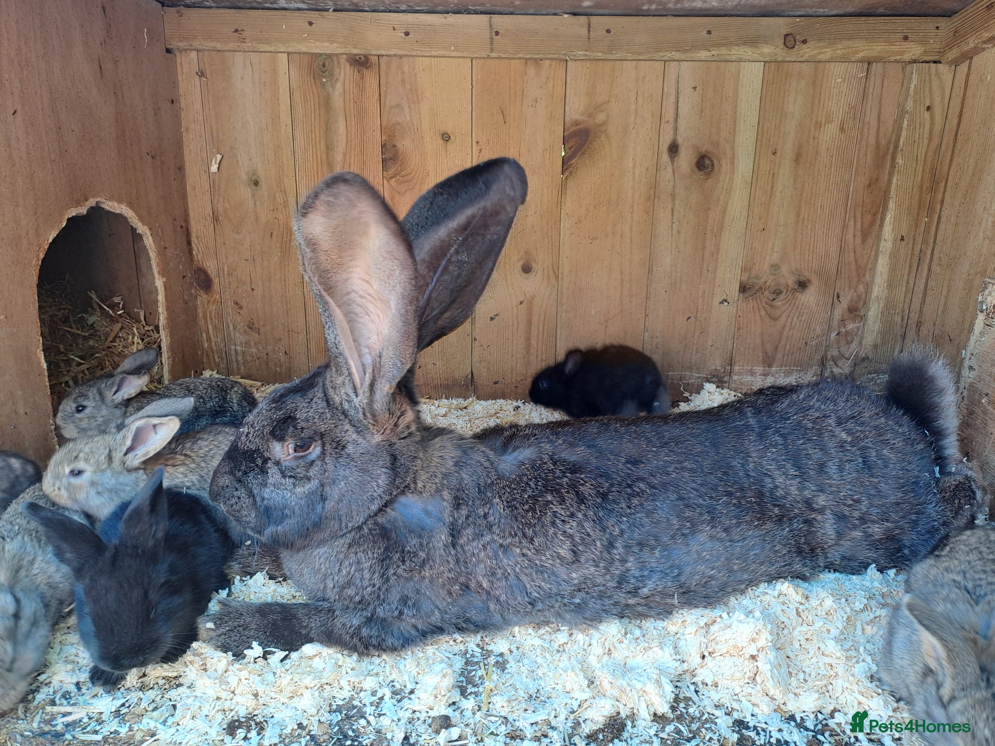 Continental Giant rabbits for sale: 10KG, Brc, show quality kits. MASSIVE  - Advert 3