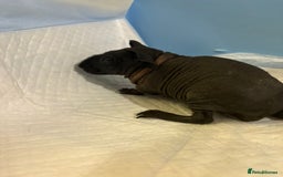 Guinea Pig rodents for sale: Skinny Pigs and Skinny Carriers - Image 6