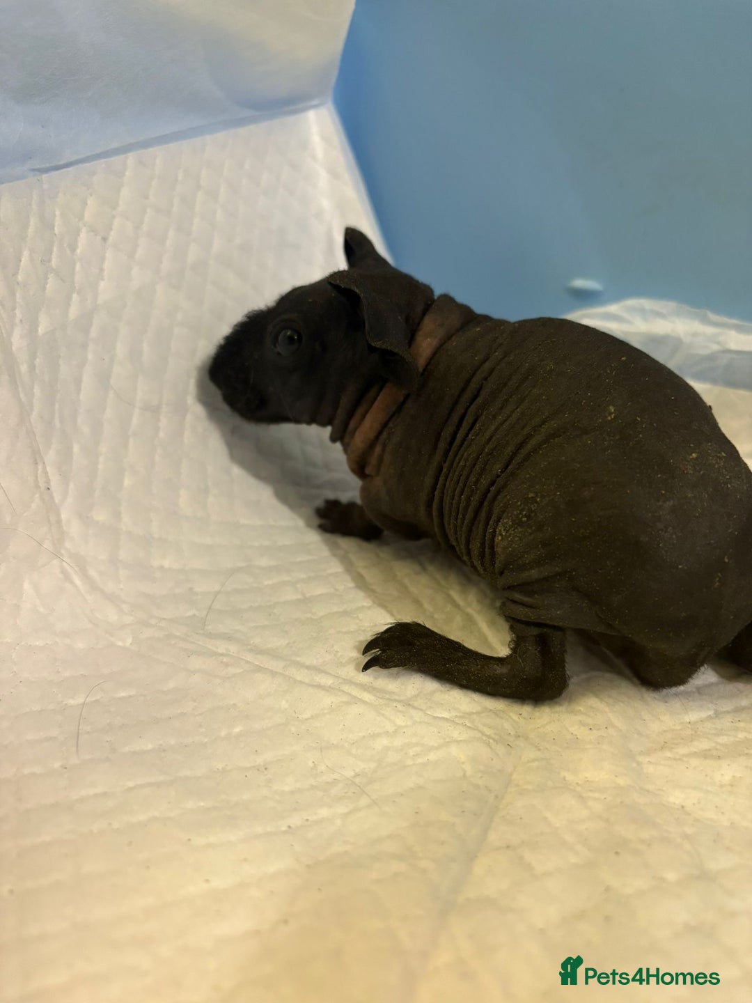 Guinea Pig rodents for sale: Skinny Pigs and Skinny Carriers - Image 6