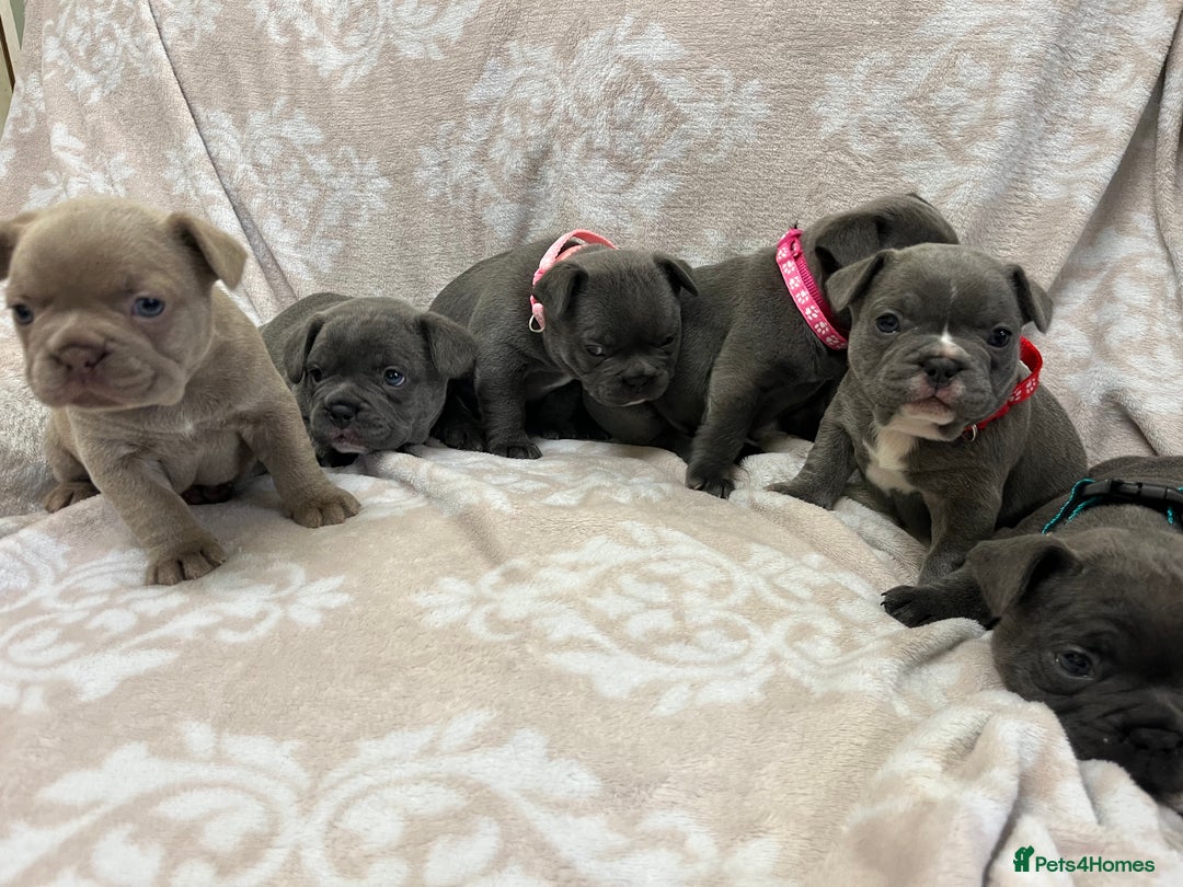 French Bulldog dogs for sale: Lovely Frenchies  - Advert 34