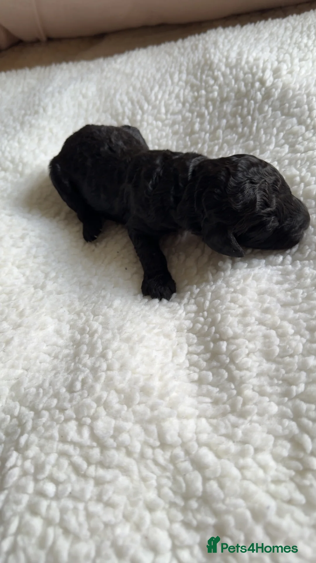 Cockapoo dogs for sale: Gorgeous F2 cockapoo puppies  - Advert 15