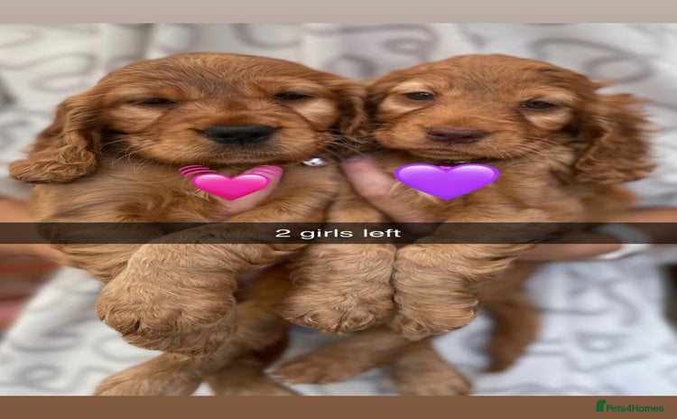 Cocker Spaniel dogs - Advert 12