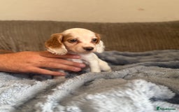 Cocker Spaniel dogs for sale: Stunning kc reg cocker spaniels READY TO LEAVE NOW - Image 13