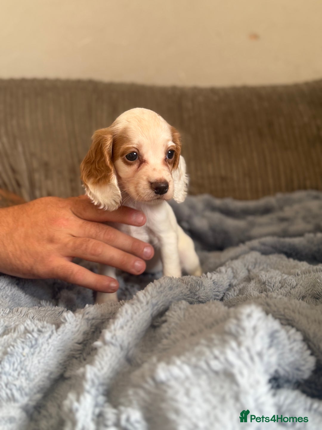 Cocker Spaniel dogs for sale: Stunning kc reg cocker spaniels READY TO LEAVE NOW - Image 13