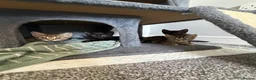 Russian Blue cats for sale: Russian blue x domestic kittens - Advert 1