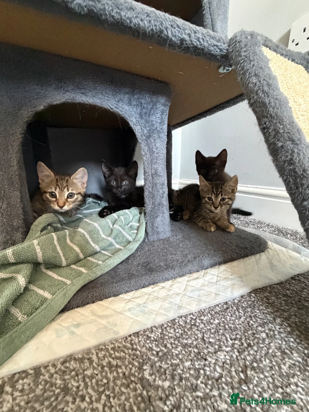 Russian Blue cats for sale: Russian blue x domestic kittens - Advert 1