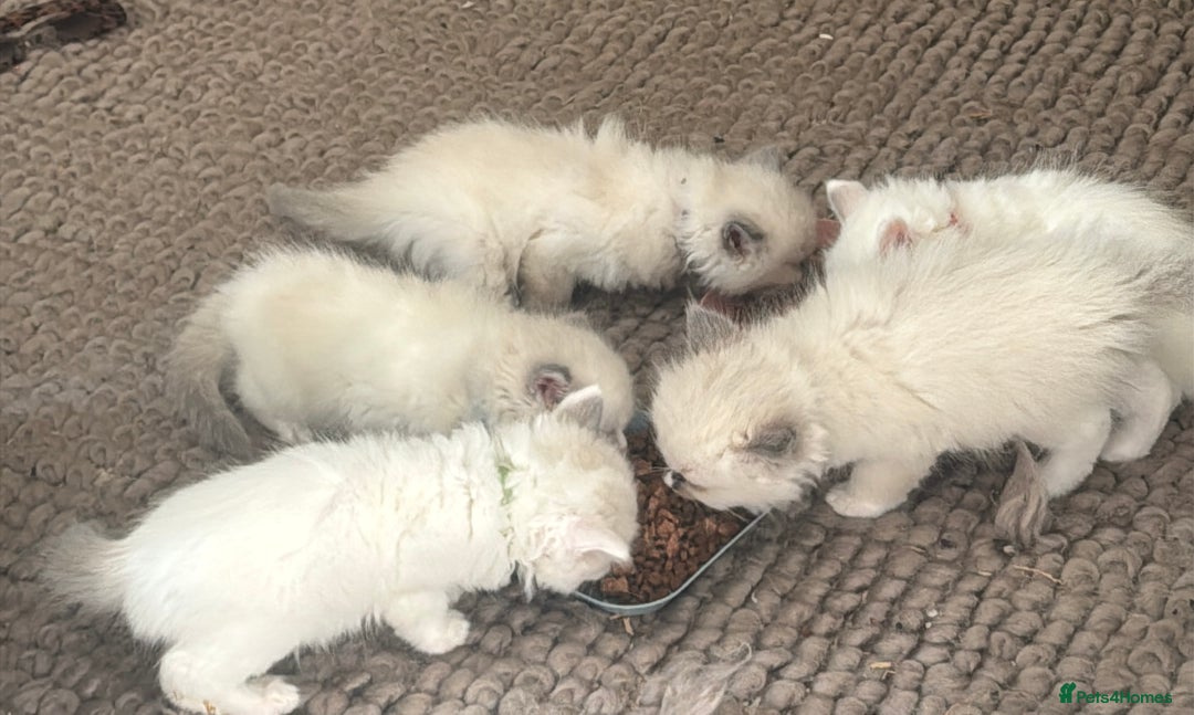 Ragdoll cats for sale: All our beautiful kittens are no longer available  - Advert 19