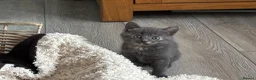 Siberian cats for sale: Beautiful Siberian Kittens-3 Boys-Hypoallergenic - Advert 20