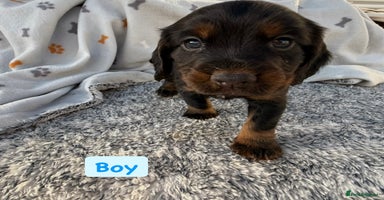 Cocker Spaniel dogs - Advert 16