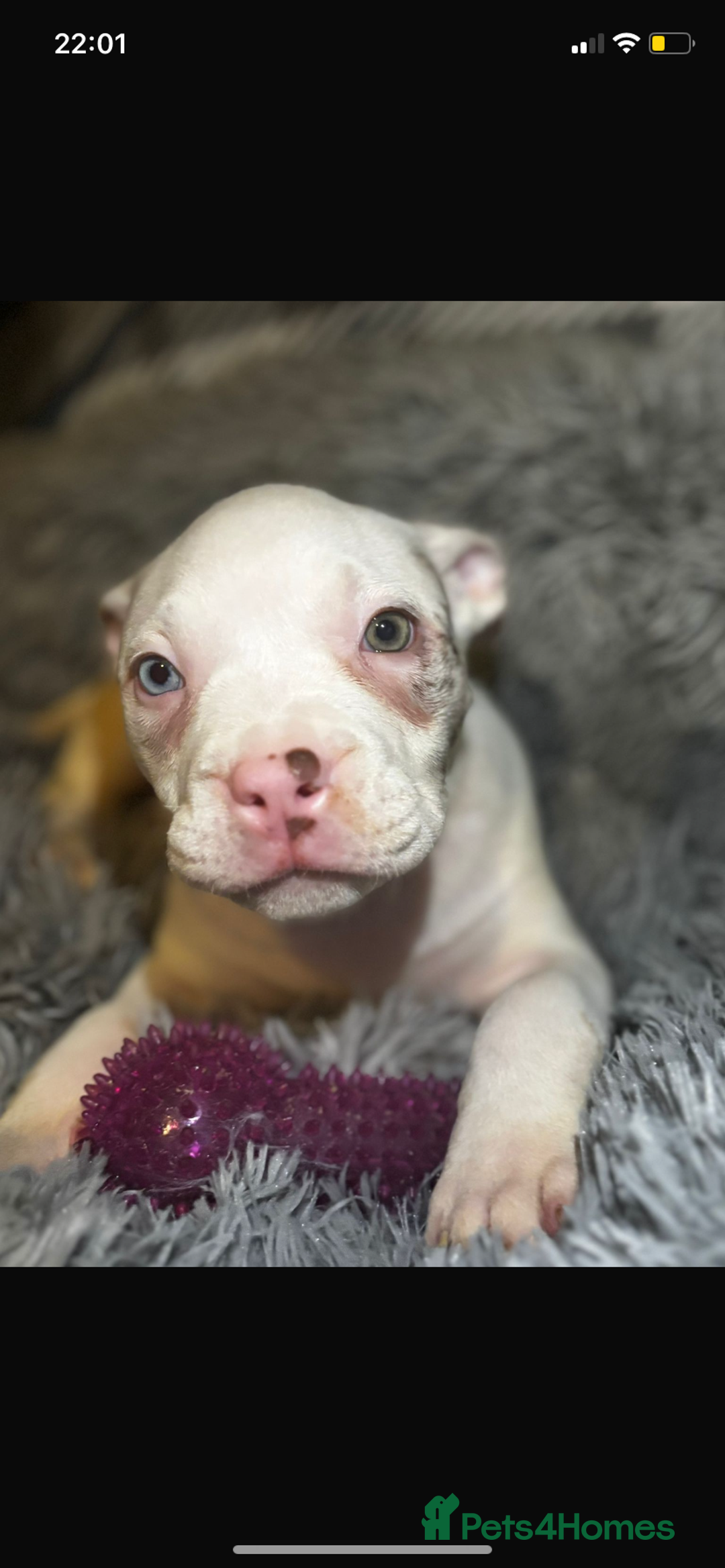 American Bully dogs for sale: pocket bully pups looking for there forever home  - Image 21