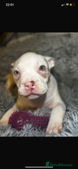 American Bully Puppy 5
