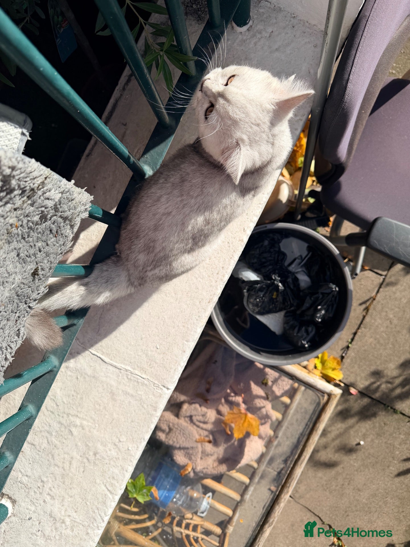 British Shorthair cats for sale: British Short Hair Chinchilla Silver - Advert 2
