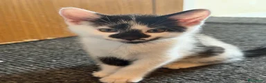 obby