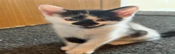 Domestic Shorthair cats for sale: Beautiful kittens looking for their homes!  - Advert 4