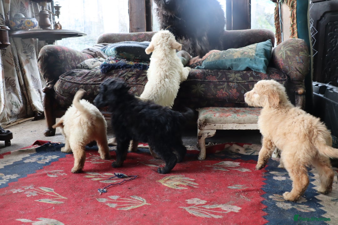 Labradoodle dogs for sale: Lovely Labradoodle Puppies Licenced Breeder - Image 24