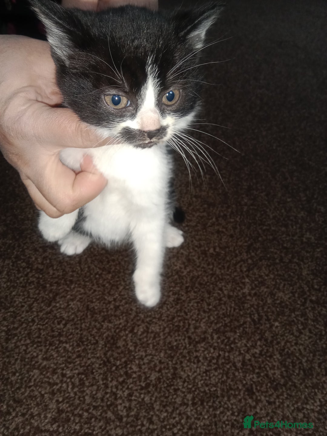 Mixed Breed cats for sale: Imran - Advert 1