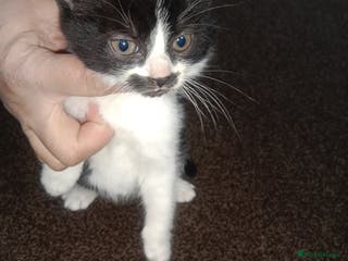 Mixed Breed cats Imran - Advert 1