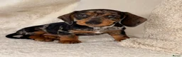 Dachshund dogs for sale: Standard wire haired dachshund  - Advert 12