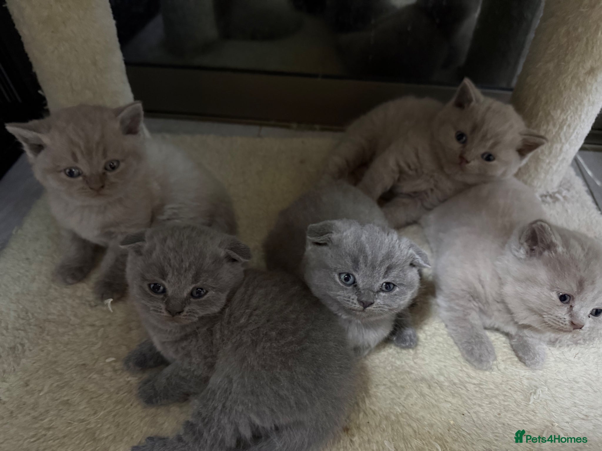 Scottish Fold cats Beautiful scottishfold/Scottish straight kittens🥰 - Advert 1