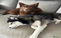Pomsky dogs for stud: Chocolate Pomsky for Stud  - Image 5