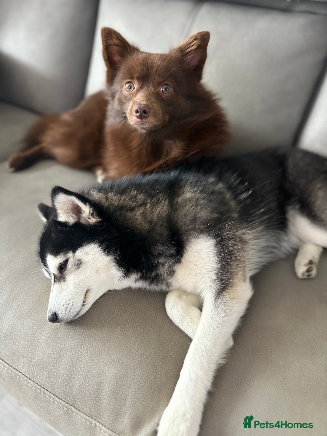Pomsky dogs for stud: Chocolate Pomsky for Stud  - Image 5
