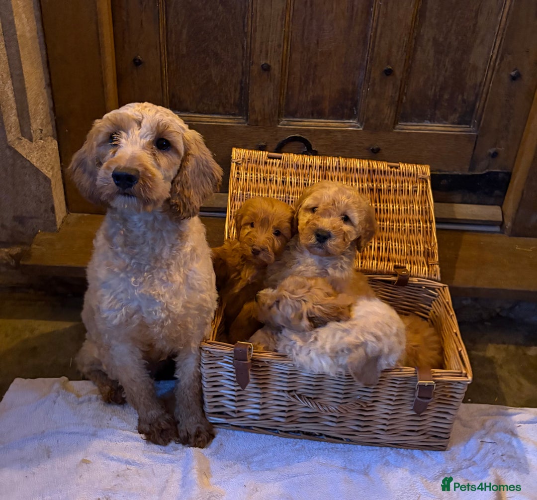 Cockapoo dogs for sale: Cockapoo F1b show type pups, PRIZEWINNING LINES - Advert 8