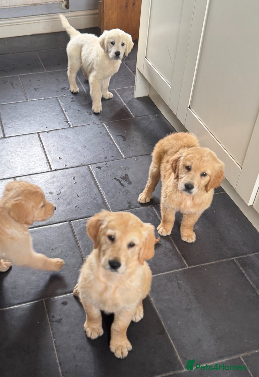 Golden Retriever dogs for sale: Healthy well socialised calm KC puppies - Image 35